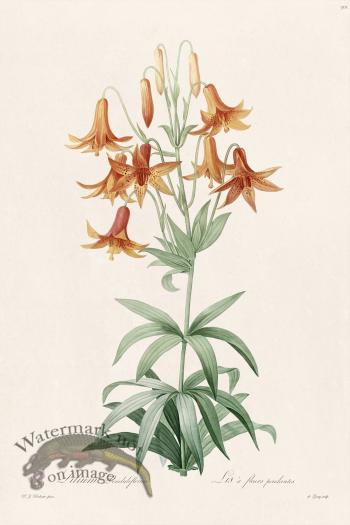 Les Liliacees Redoute 301